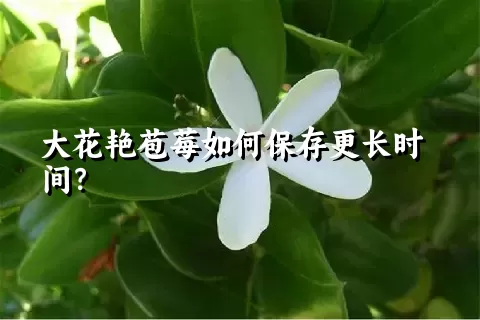 大花艳苞莓如何保存更长时间？