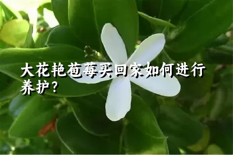 大花艳苞莓买回家如何进行养护？