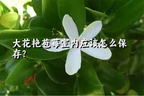 大花艳苞莓室内应该怎么保存？