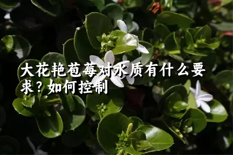 大花艳苞莓对水质有什么要求？如何控制