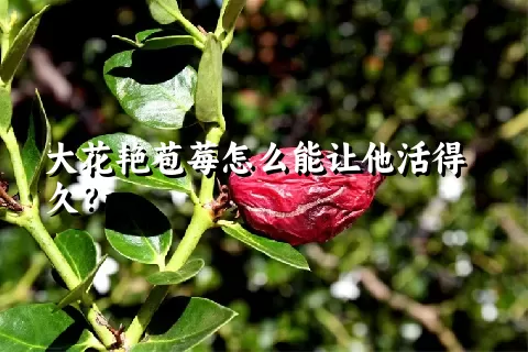 大花艳苞莓怎么能让他活得久？