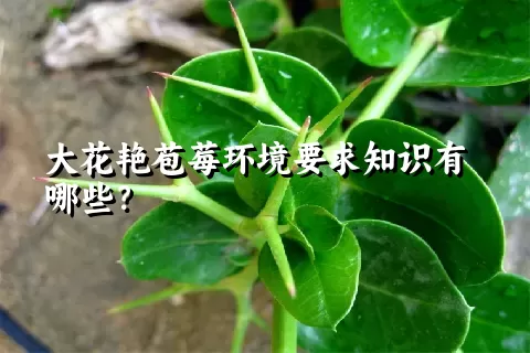 大花艳苞莓环境要求知识有哪些？