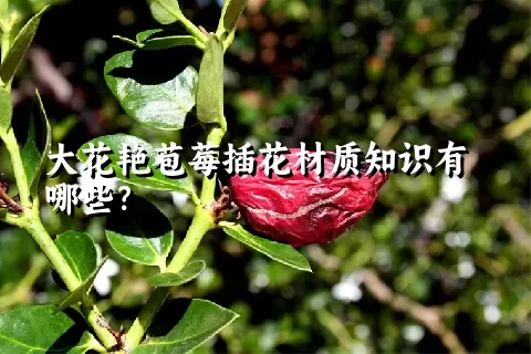 大花艳苞莓插花材质知识有哪些？