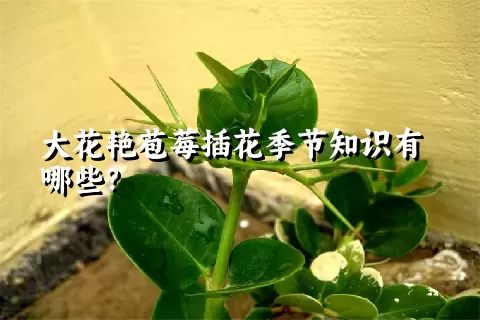 大花艳苞莓插花季节知识有哪些？