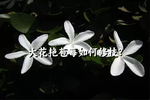 大花艳苞莓如何修枝？