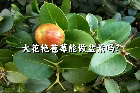 大花艳苞莓能做盆景吗？