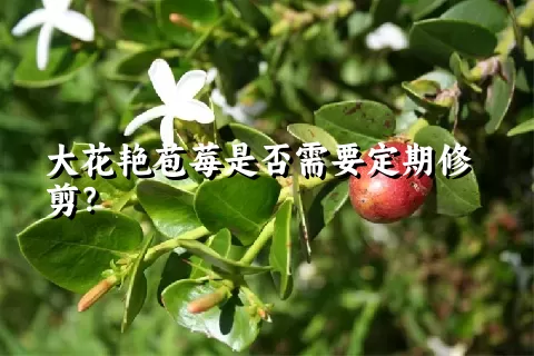 大花艳苞莓是否需要定期修剪？