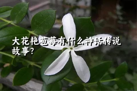 大花艳苞莓有什么神话传说故事？