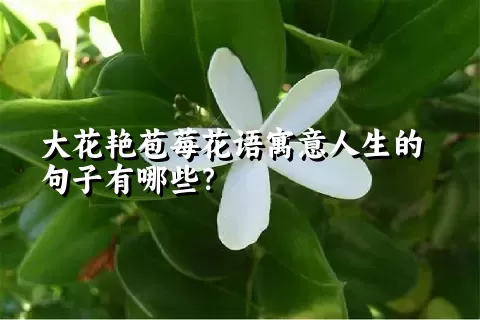 大花艳苞莓花语寓意人生的句子有哪些？