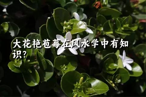 大花艳苞莓在风水学中有知识？