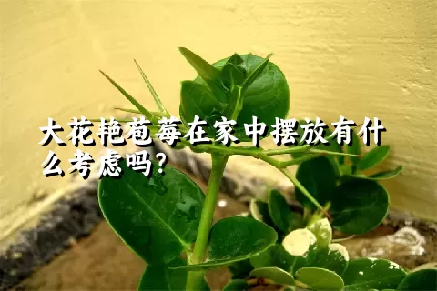 大花艳苞莓在家中摆放有什么考虑吗？