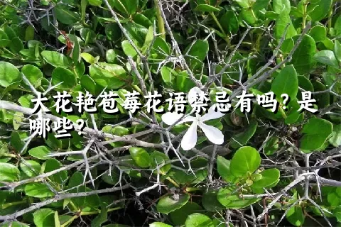 大花艳苞莓花语禁忌有吗？是哪些？