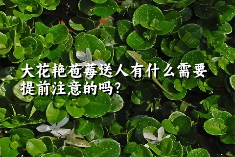 大花艳苞莓送人有什么需要提前注意的吗？