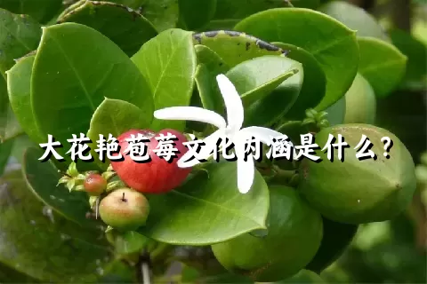 大花艳苞莓文化内涵是什么？