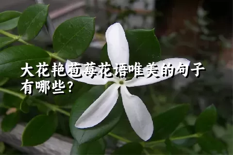 大花艳苞莓花语唯美的句子有哪些？