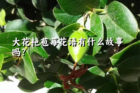 大花艳苞莓花语有什么故事吗？