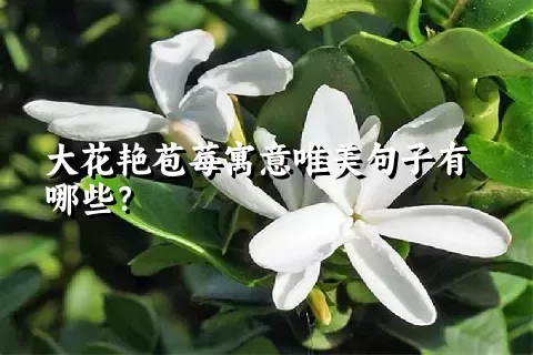 大花艳苞莓寓意唯美句子有哪些？