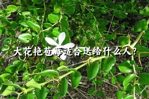 大花艳苞莓适合送给什么人？