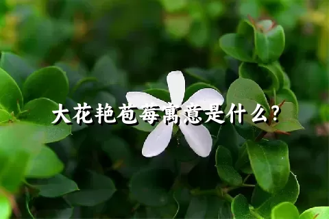 大花艳苞莓寓意是什么？