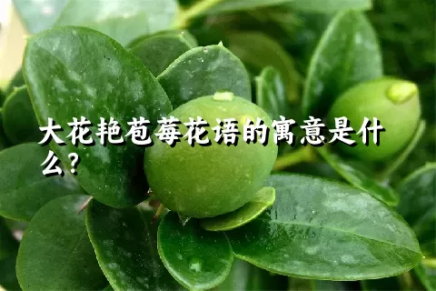 大花艳苞莓花语的寓意是什么？