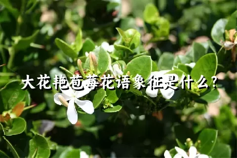 大花艳苞莓花语象征是什么？