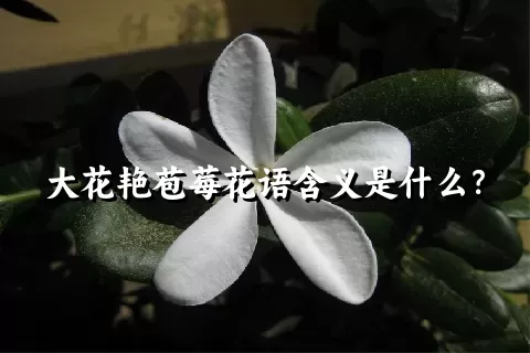 大花艳苞莓花语含义是什么？