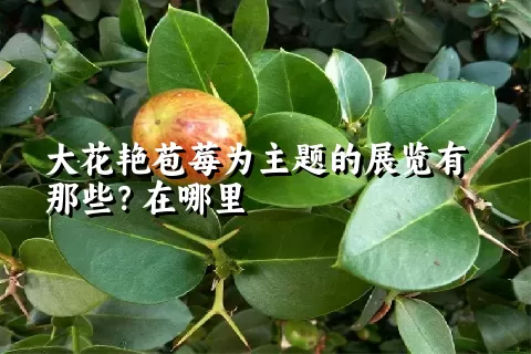 大花艳苞莓为主题的展览有那些？在哪里