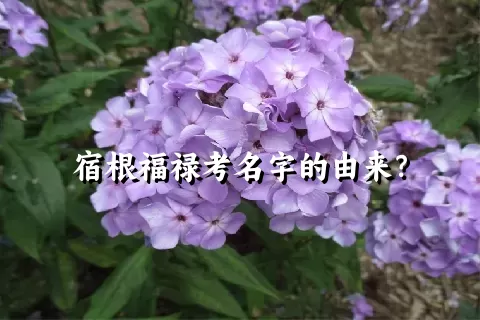 宿根福禄考名字的由来？