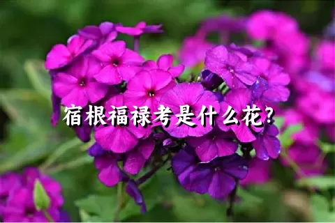 宿根福禄考是什么花？