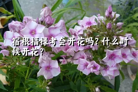 宿根福禄考会开花吗？什么时候开花？