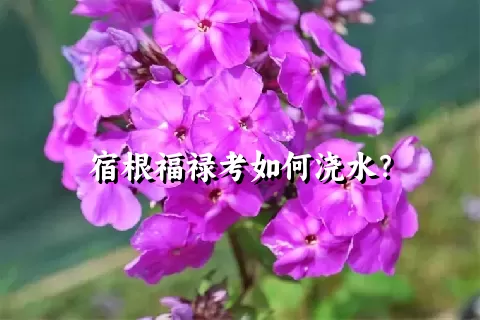 宿根福禄考如何浇水？