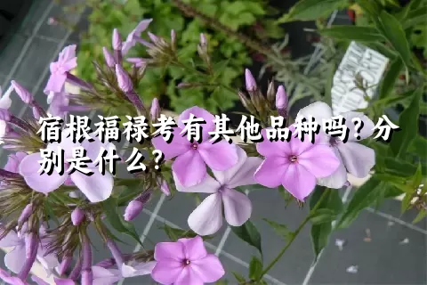 宿根福禄考有其他品种吗？分别是什么？