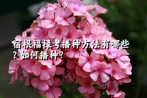 宿根福禄考播种方法有哪些？如何播种？