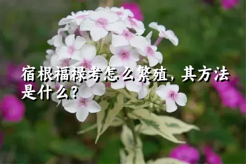 宿根福禄考怎么繁殖，其方法是什么？