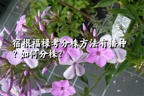 宿根福禄考分株方法有播种？如何分株？