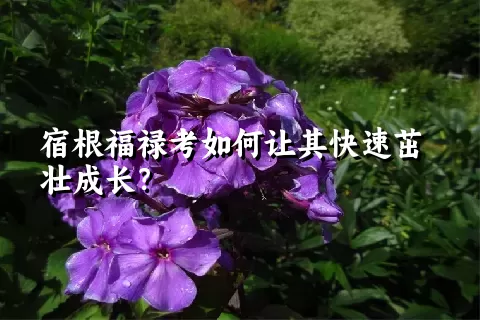 宿根福禄考如何让其快速茁壮成长？