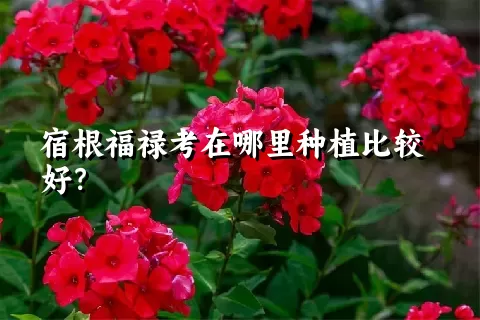 宿根福禄考在哪里种植比较好？