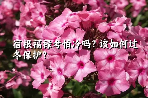 宿根福禄考怕冷吗？该如何过冬保护？