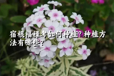 宿根福禄考如何种植？种植方法有哪些？