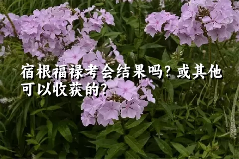 宿根福禄考会结果吗？或其他可以收获的？