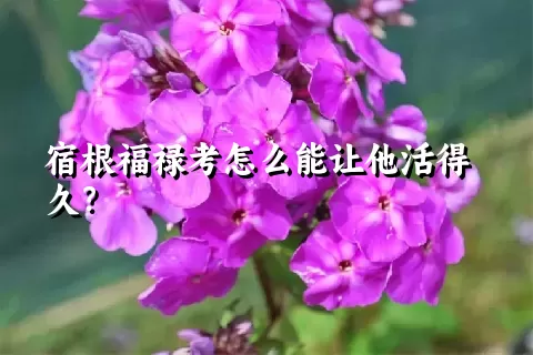 宿根福禄考怎么能让他活得久？