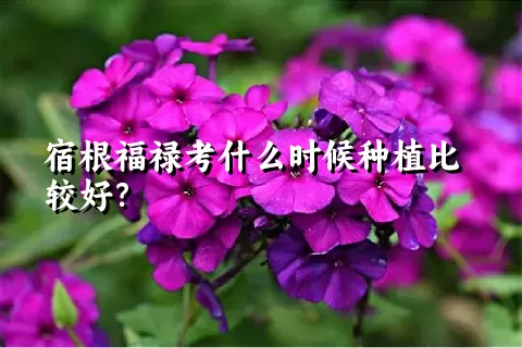 宿根福禄考什么时候种植比较好？