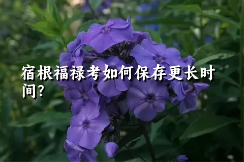 宿根福禄考如何保存更长时间？