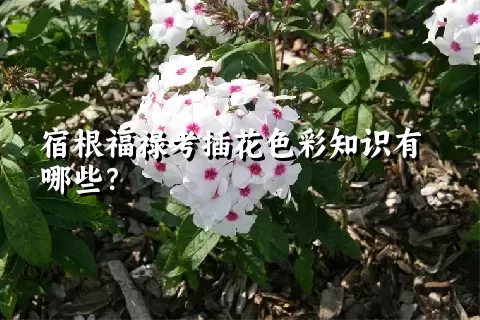 宿根福禄考插花色彩知识有哪些？