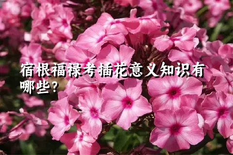 宿根福禄考插花意义知识有哪些？