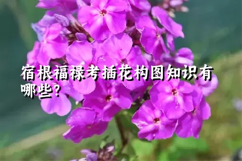 宿根福禄考插花构图知识有哪些？