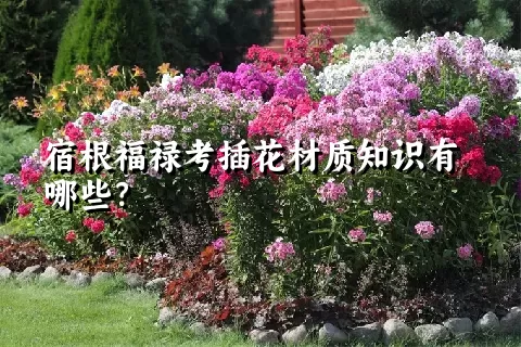 宿根福禄考插花材质知识有哪些？