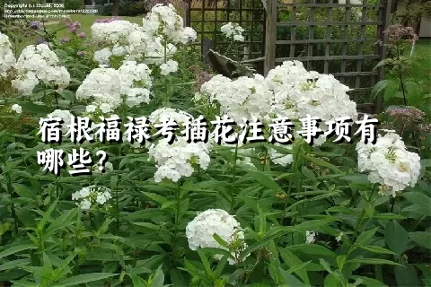 宿根福禄考插花注意事项有哪些？