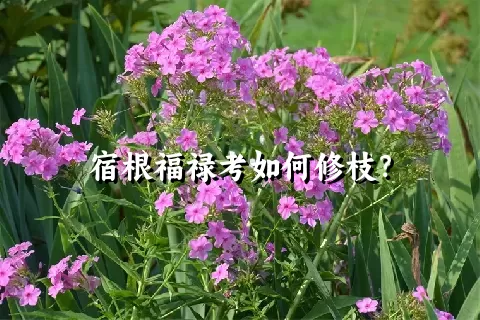 宿根福禄考如何修枝？