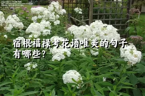 宿根福禄考花语唯美的句子有哪些？